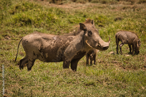 Warzenschwein in Afrika