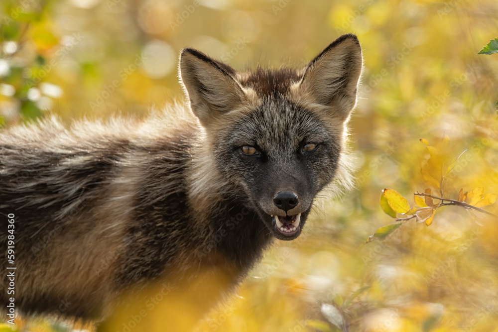 Portrait of a red fox (Vulpes vulpes) with melanistic coloring; Eagle Plains, Yukon, Arctic Circle, Canada Portrait of a red fox (Vulpes vulpes) with melanistic coloring; Eagle Plains, Yukon, Arctic Circle, Canada