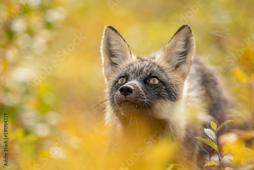 Portrait of a red fox (Vulpes vulpes) with melanistic coloring; Eagle Plains, Yukon, Arctic Circle, Canada photo