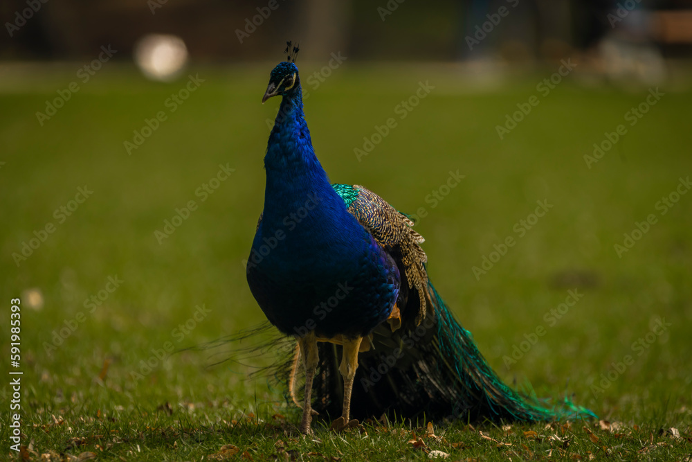 Fototapeta premium Peacock with color feathers on spring light green grass in castle park
