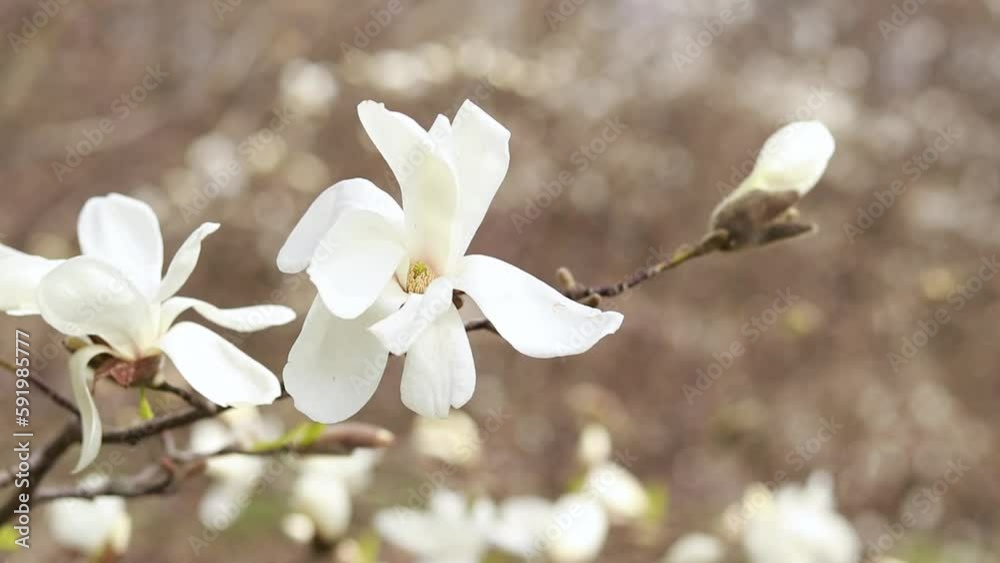 White magnolia flowers in the wind. Blooming tree in spring in the park. Large magnolia flowers in spring White magnolia flowers in the wind. Blooming tree in spring in the park. Large magnolia flowers in spring