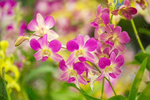 Close-up of pink, dendrobium orchids; Maui, Hawaii, United States of America