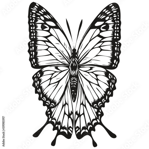 butterfly vector illustration line art drawing black and white moth