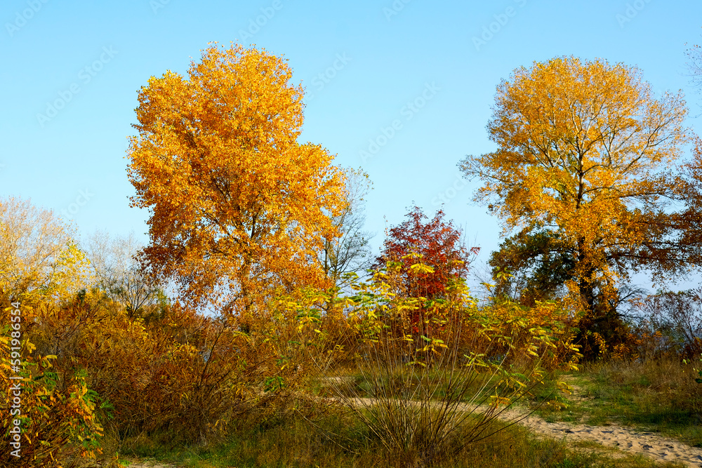 Beautiful autumn landscape, golden foliage and blue sky.