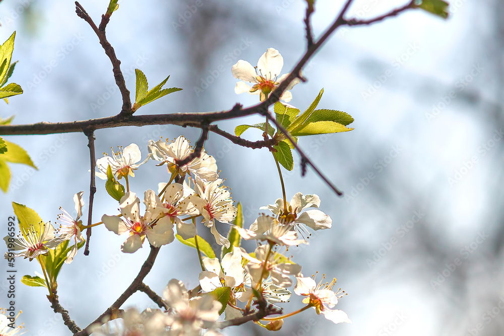 Spring flowering cherry tree against the blue sky close-up. Spring flowering cherry tree against the blue sky close-up.