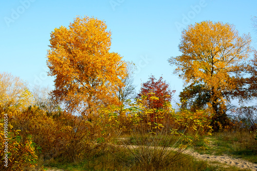 Beautiful autumn landscape, golden foliage and blue sky.