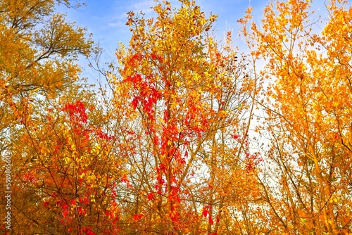 Red-yellow autumn leaves on the trees in the bright sun.