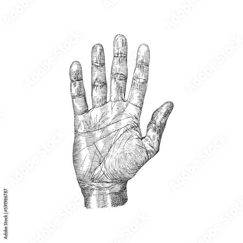 Hand palm, vintage drawn sketch in vector