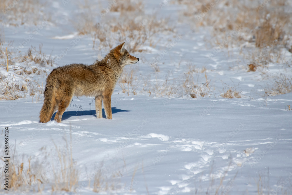 Coyote (Canis latrans) standing alert in a snowy meadow at the Rocky Mountain Arsenal National Wildlife Refuge near Denver, Colorado, USA; Colorado, United States of America Coyote (Canis latrans) standing alert in a snowy meadow at the Rocky Mountain Arsenal National Wildlife Refuge near Denver, Colorado, USA; Colorado, United States of America