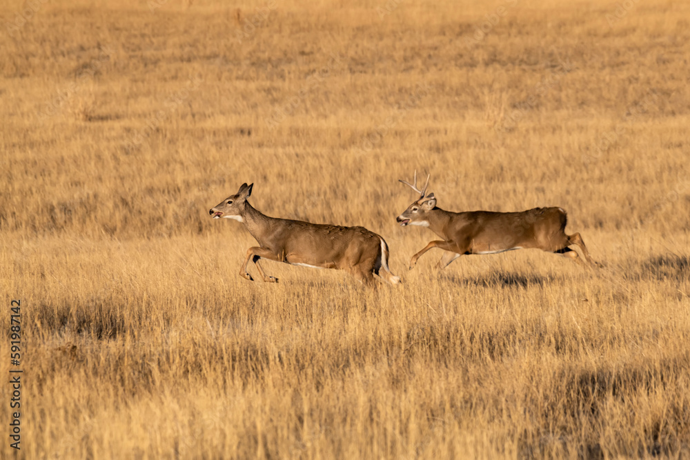 White-tailed deer buck and doe, Rocky Mountain Arsenal Wildlife Refuge, Colorado, USA White-tailed deer buck and doe, Rocky Mountain Arsenal Wildlife Refuge, Colorado, USA