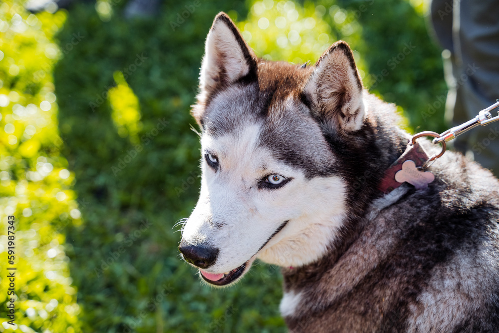 Cute pet puppy husky, purebred dog with blue eyes, dog muzzle ears stand up, a doggy look, a gray coat color.