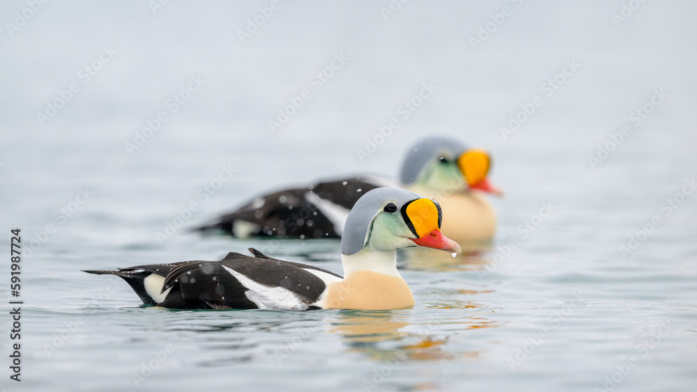 Colourful King eider (Somateria spectabilis) in snow