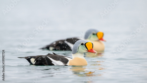 Obraz na płótnie Colourful King eider (Somateria spectabilis) in snow w salonie