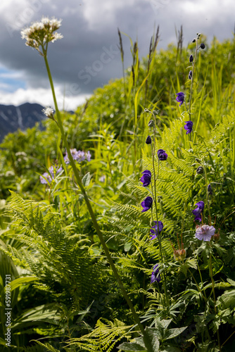 Close-up of alpine wildflowers and green, grassy plants at Hatcher Pass on a mountainside at Archangel under a grey, cloudy sky near Independence Mine; Palmer, Alaska, United States of America photo