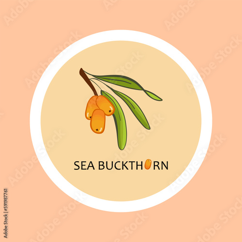 Illustration of sticker with sea buckthorn. Forest buckthorn on white background. For invitation, greeting cards, wedding,  design. Wild berries branches.