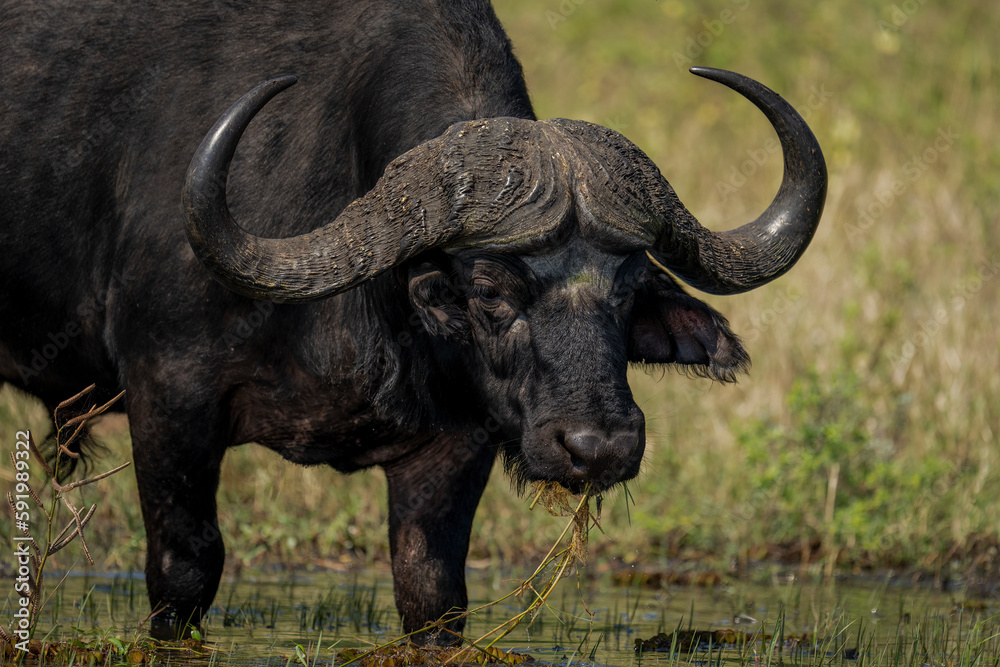 Close-up of Cape buffalo (Syncerus caffer) standing in shallows in Chobe National Park; Botswana Close-up of Cape buffalo (Syncerus caffer) standing in shallows in Chobe National Park; Botswana