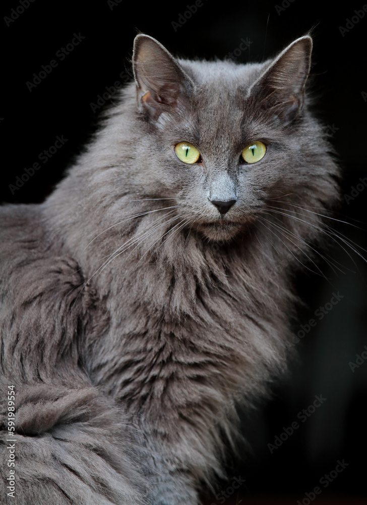 A portrait of a norwegian forest cat female