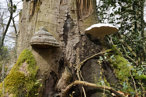 Pilz am Baumstamm, Hintergrund, Wald