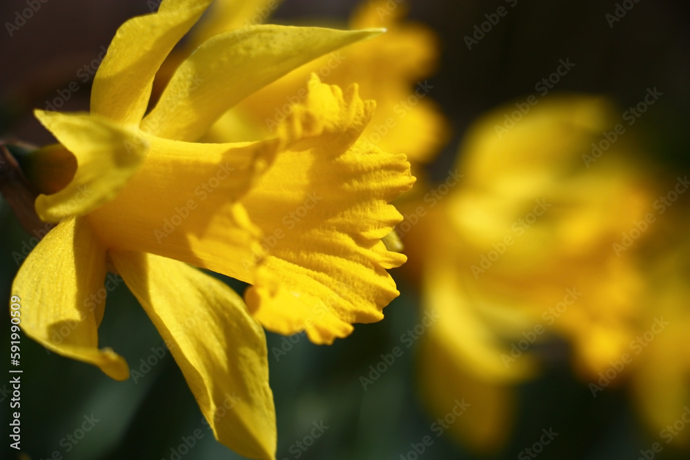 A large number of bright yellow narcissuses in beams of the day spring sun. A large number of bright yellow narcissuses in beams of the day spring sun.