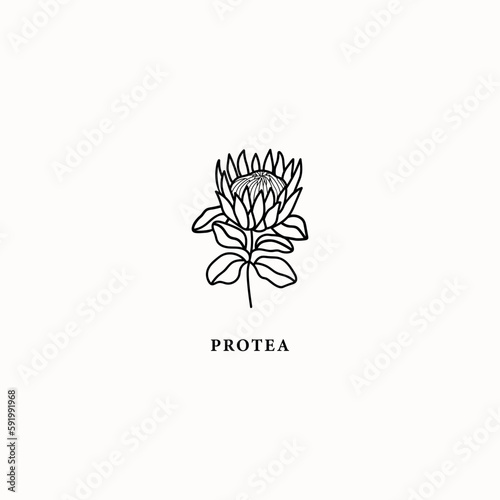 Line art protea flower illustration