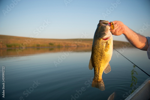 Largemouth bass (Micropterus salmoides) caught in a farm pond near Valparaiso, Nebraska, USA; Valparaiso, Nebraska, United States of America photo