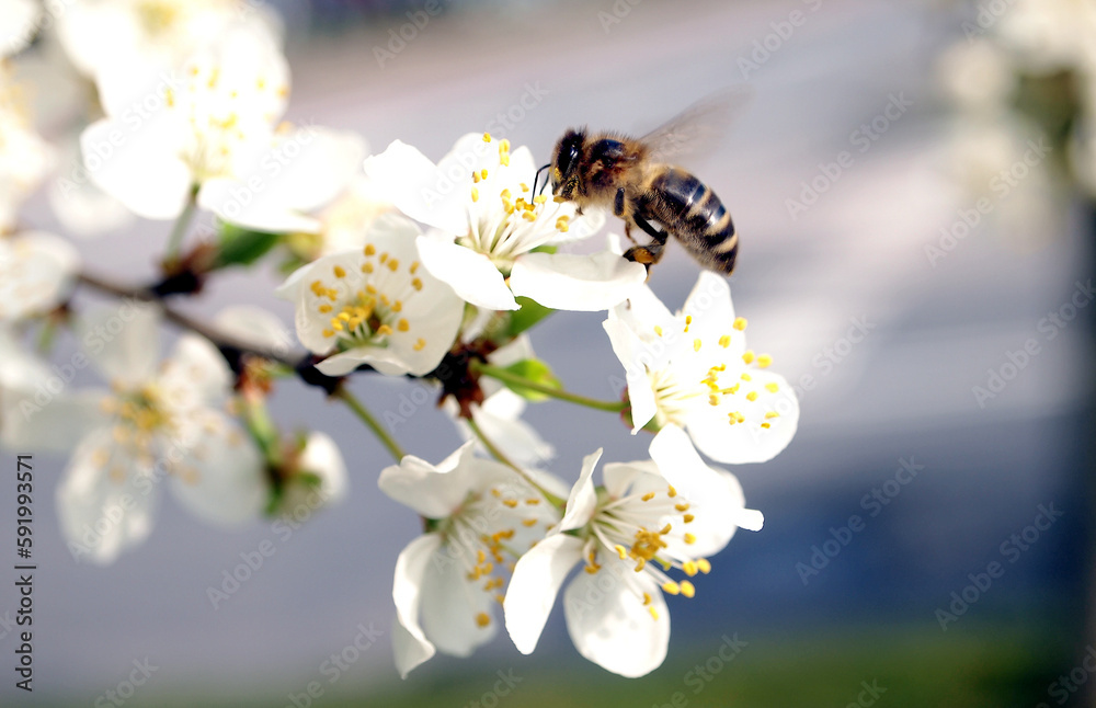 tree with blooming flowers and bee tree with blooming flowers and bee