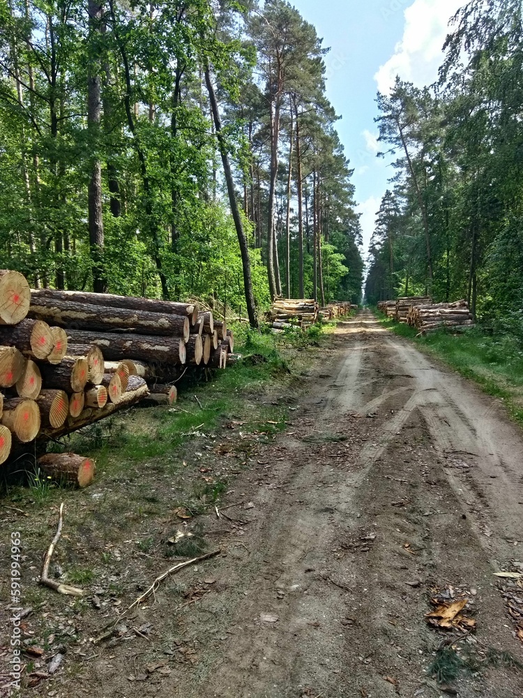 forest, tree, wood, nature, road, trees, timber, log, path, landscape, stone, green, pile, grass, lumber, sky, rock, cut, stack, firewood, logs, park, wooden, deforestation, rural
