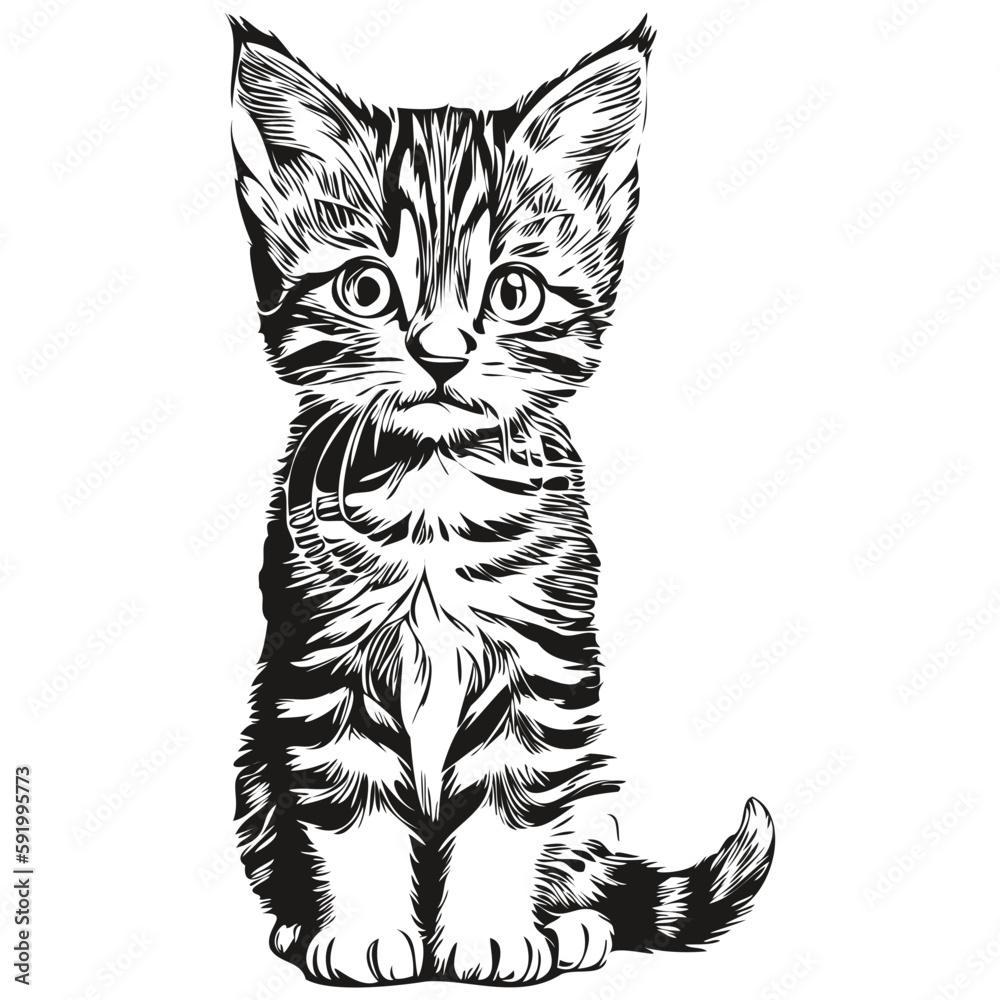 Fototapeta premium Cute hand drawn Cat, vector illustration black and white kitten
