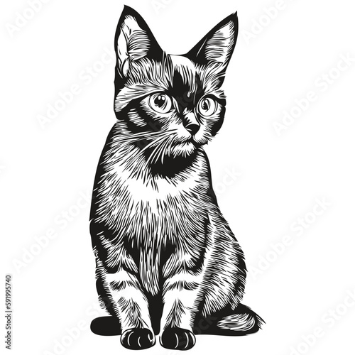 Cat vector illustration line art drawing black and white kitten