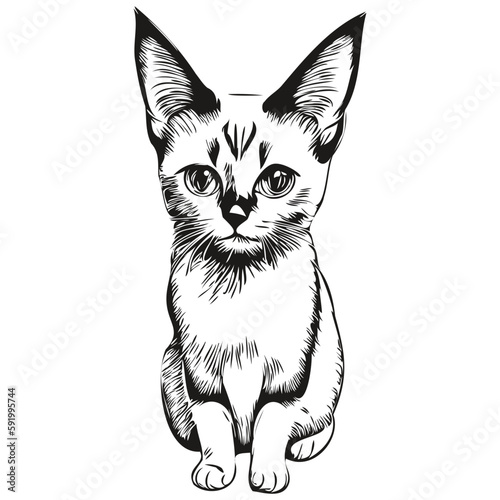 Cat vector illustration line art drawing black and white kitten