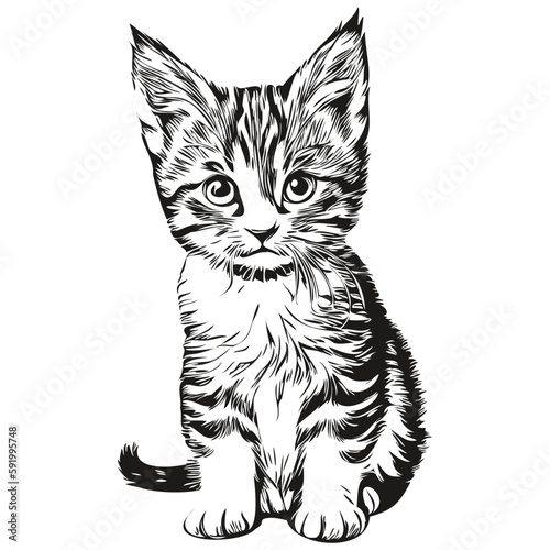 Papier peint Cat vector illustration line art drawing black and white kitten
