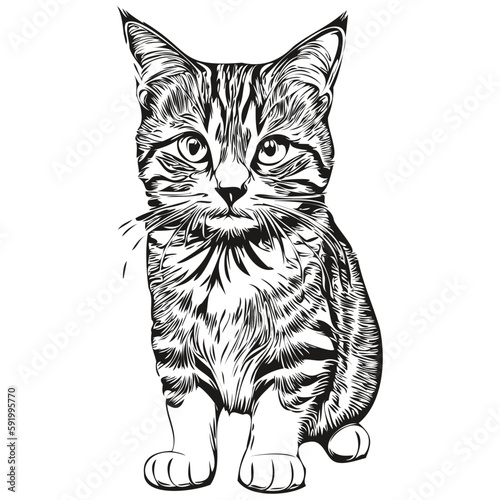 Cute Cat on white background, hand draw illustration kitten