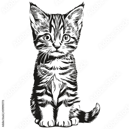 Cute hand drawn Cat, vector illustration black and white kitten