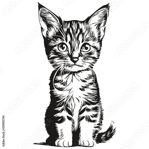 Cute hand drawn Cat, vector illustration black and white kitten
