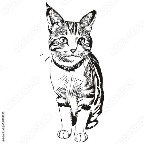 Vector image of silhouette of a Cat on a white background, kitten