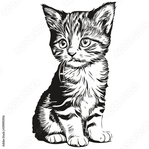 Realistic Cat vector, hand drawn animal illustration kitten © Сергей Тарасюк