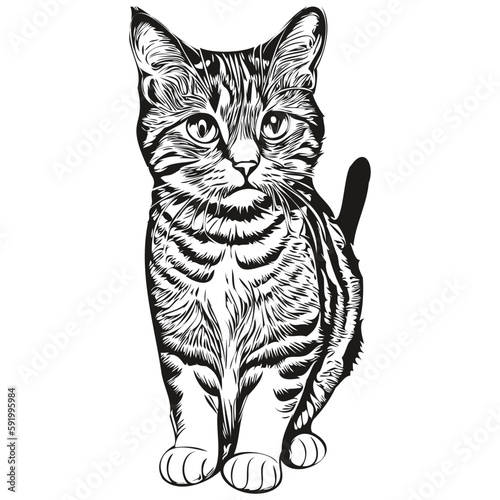 Vector image of silhouette of a Cat on a white background, kitten