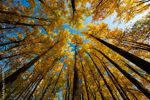 Treetops of Tulip poplar trees (Liriodendron tulipifera) in autumn colours against a blue sky in First State National Monument of Delaware, USA; Delaware, United States of America photo