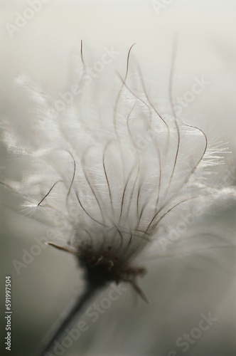 Close-up of the wild beauty in a dandelion flower seedhead, Ivvavik National Park, Yukon, Canada; Yukon, Canada photo