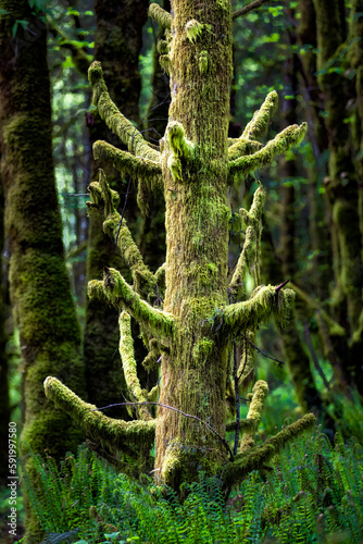 Moss growing on and hanging from an old fir tree stump in the wet Pacific Northwest; Olympia, Washington, United States of America