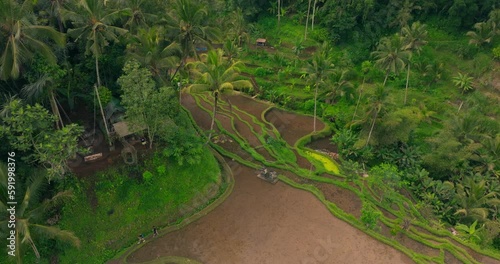 Aerial footage of famous beautiful Tegallalang Rice Terraces, Bali, Indonesia