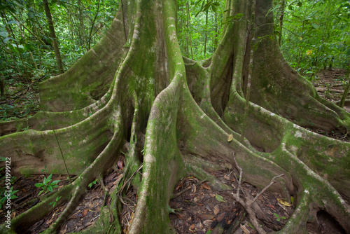 The Pargo Trail at Caletas Reserve wraps around buttress trees on the Osa Peninsula of Costa Rica; Costa Rica photo