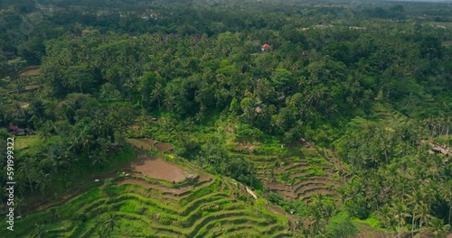 Aerial footage of famous beautiful Tegallalang Rice Terraces, Bali, Indonesia