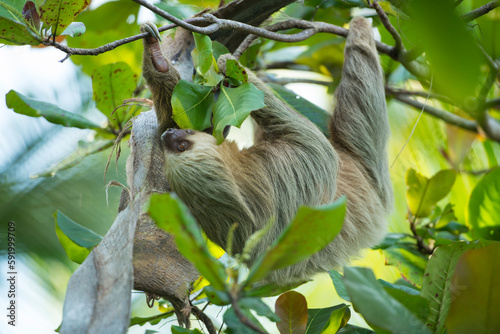 Two-toed sloth (Choloepus sp.) hangs on a tree branch in Manuel Antonio National Park, Costa Rica; Costa Rica photo