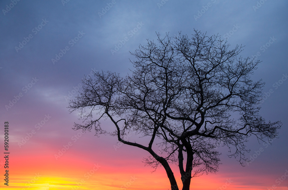 Silhouetted oak tree against a beautiful sunrise sky, on the shore of Long Island Sound, Connecticut, USA; Mason's Island, Mystic, Connecticut, United States of America Silhouetted oak tree against a beautiful sunrise sky, on the shore of Long Island Sound, Connecticut, USA; Mason's Island, Mystic, Connecticut, United States of America
