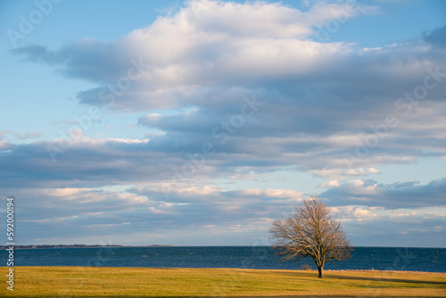 Lone tree stands on the shore of Long Island Sound at Harkness State Park, Connecticut, USA; Waterford, Connecticut, United States of America photo