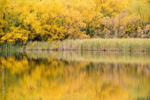 Wallpaper Mural Cottonwood trees in autumn along Lake Wanaka on the South Island of New Zealand; Central Otago, South Island, New Zealand Torontodigital.ca