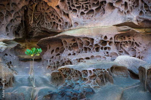 Red mangrove (Rhizophora mangle) shoot sprouting on the weathered sandstone coast; Kimberley Region, Western Australia, Australia