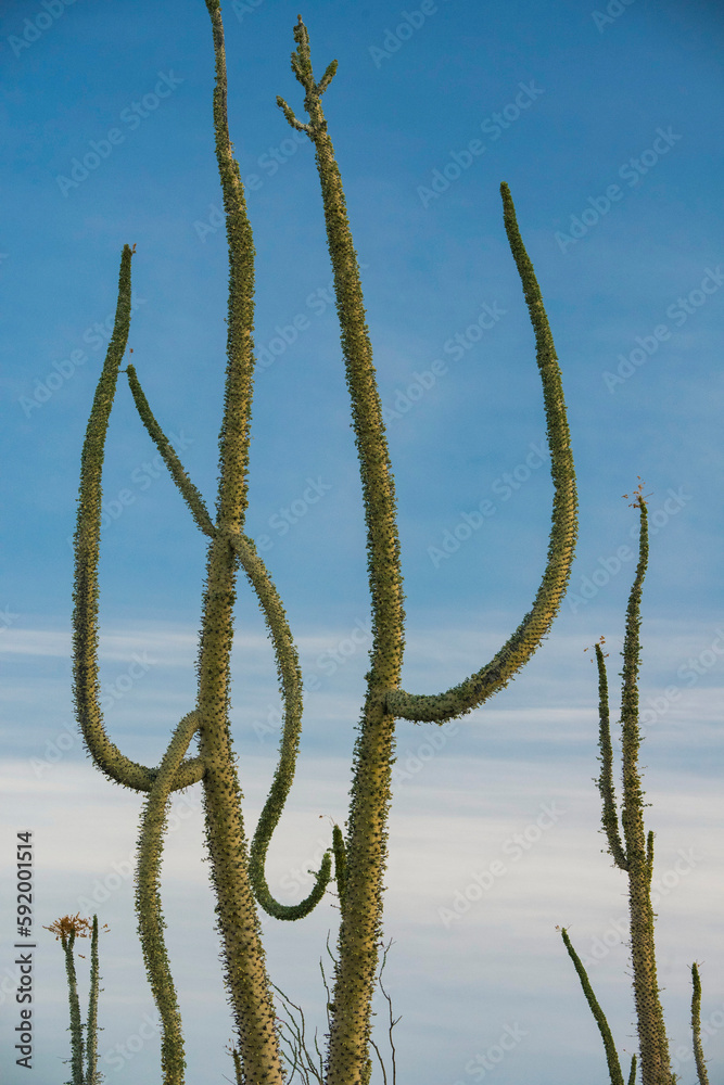 Boojum trees (Fouquieria columnaris) against a blue sky with cloud, at the northern end of the Sea of Cortez, near Bahia de Los Angeles; Baja California, Mexico Boojum trees (Fouquieria columnaris) against a blue sky with cloud, at the northern end of the Sea of Cortez, near Bahia de Los Angeles; Baja California, Mexico