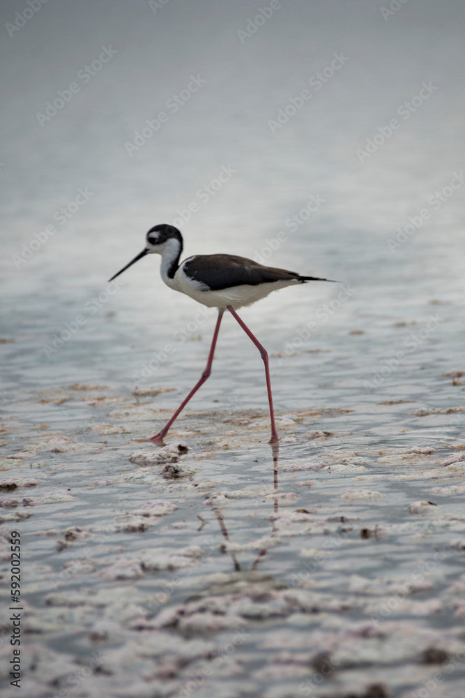 Black-necked Stilt (Himantopus mexicanus) wading at Punta Cormorant on Floreana Island; Floreana Island, Galapagos Islands, Ecuador Black-necked Stilt (Himantopus mexicanus) wading at Punta Cormorant on Floreana Island; Floreana Island, Galapagos Islands, Ecuador